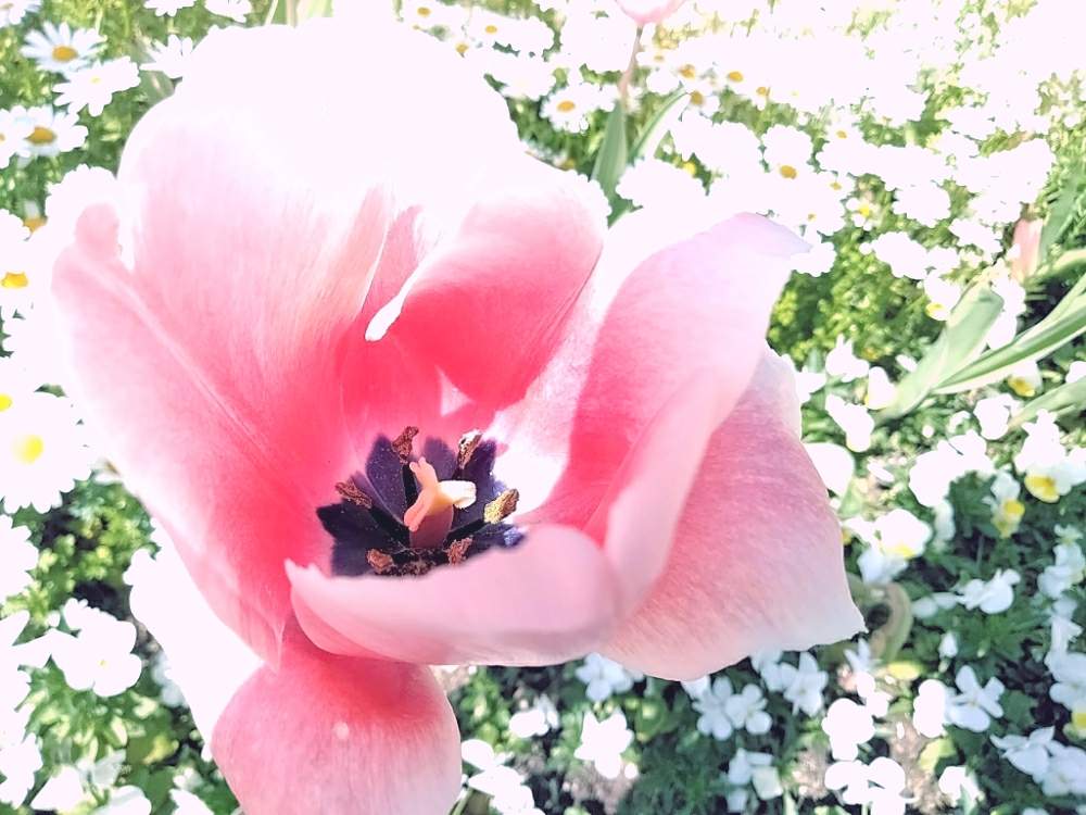 お出かけ先の画像 by Yukoさん | お出かけ先とチューリップと季節を楽しむとピンクの花と花壇と久屋大通庭園フラリエと季節の花と花のある暮らし