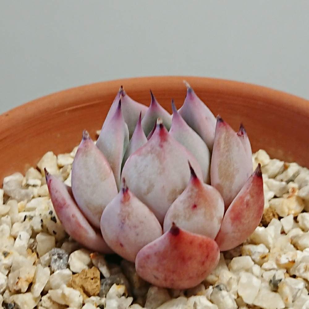 バルコニー/ベランダの画像 by ベランダ大好きさん | バルコニー/ベランダと多肉植物と千葉県と植中毒とエケベリア属と多肉植物とサボテンとタニラーと珍奇植物と花のある暮らしとラレガ✨と千葉タニラーとバルコニスト