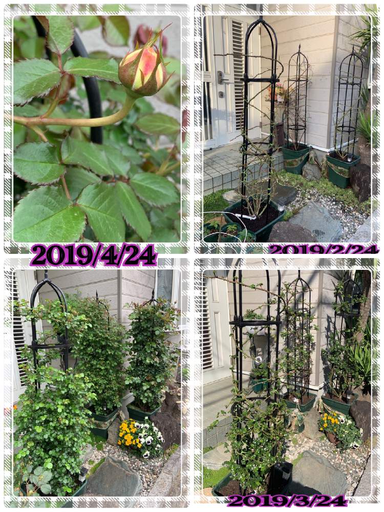 小さな庭の画像 by くろもみじさん | 小さな庭と小さな庭と令和へとばら バラ 薔薇と薔薇愛同盟とお庭の草花と蕾ラッシュとピンクの薔薇とつるバラと チューリップと剪定バサミとバラの蕾とオベリスクと平成最後のと全部GSのせいだと小さな小さな庭と花のある暮らしとばら 薔薇 バラと初めてと三種の神器と三種の神器