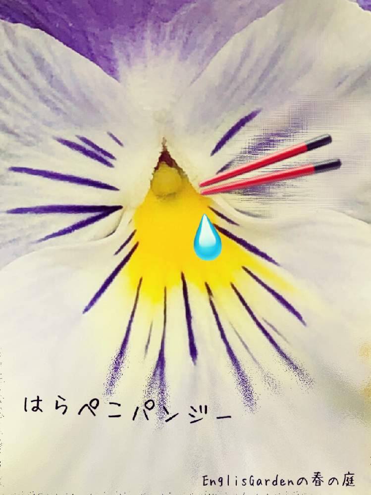 小さな庭の画像 by イングリッシュガーデンさん | 小さな庭とパンジーとかわいい♡と寄せ植えと庭の花たちとGS映えと庭の植物とお庭の植物と花あそびと可愛いと花のある暮らしとかわいいとEGフォトジェニックとかわいいな♡といとおしい植物の表情フォトコン2019