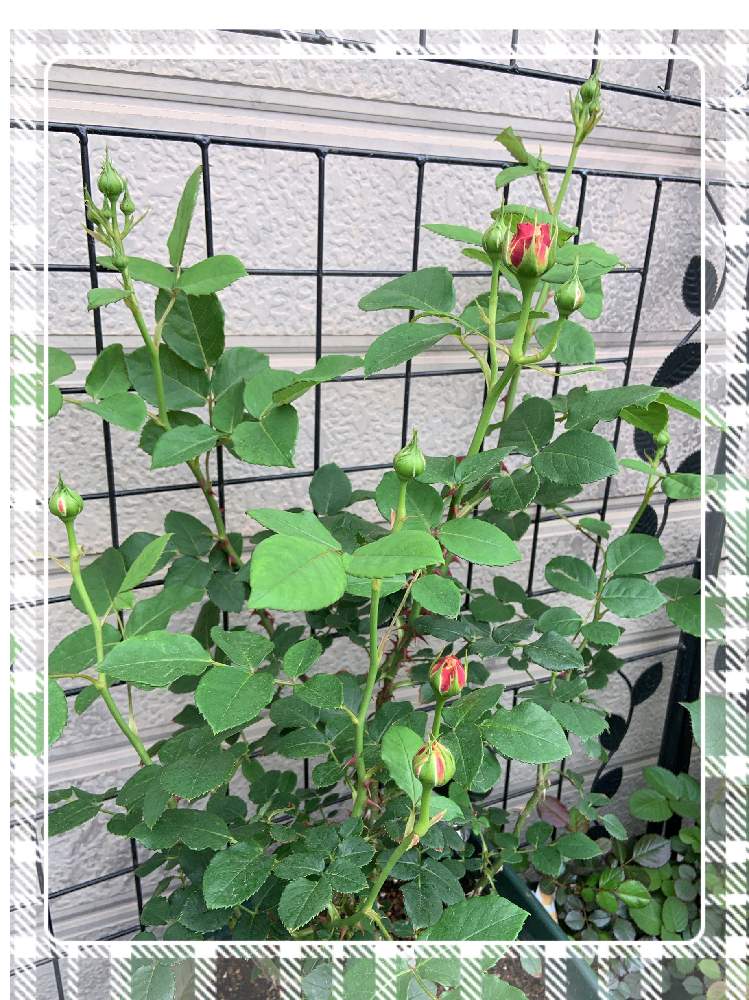 小さな庭の画像 by くろもみじさん | 小さな庭と令和へとばら バラ 薔薇としぼりのバラと薔薇愛同盟と蕾ラッシュとバラの蕾と平成最後のと全部GSのせいだとクロード・モネと小さな小さな庭と花のある暮らしとばら 薔薇 バラ