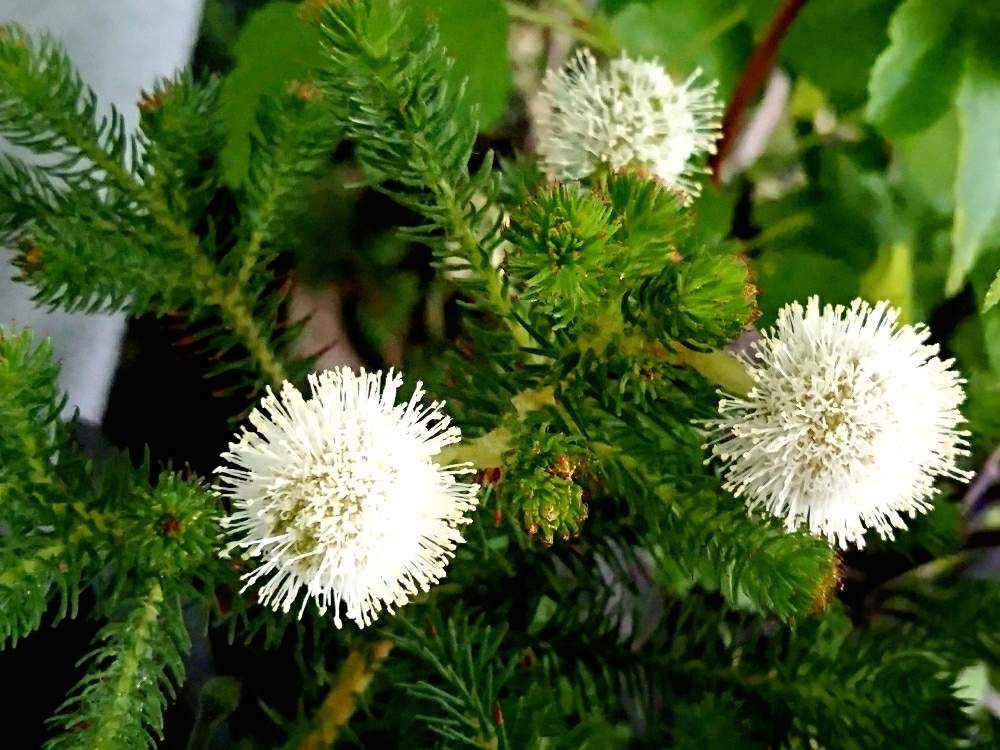 バルコニー/ベランダの画像 by ひろさん | バルコニー/ベランダとバーゼリアと植物のある暮らしと植物男子と植中毒と我が家のガーデンと花のある暮らしとベランダー