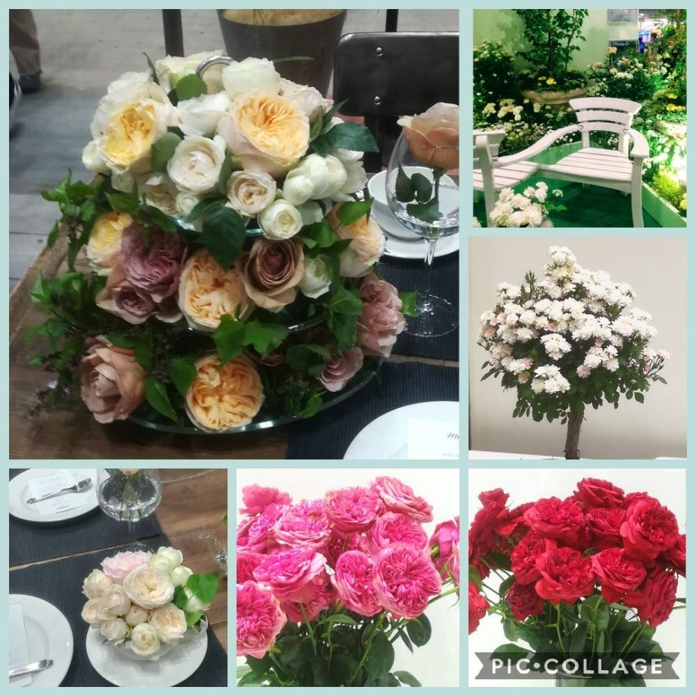 お出かけ先の画像 by つんくりんさん | お出かけ先とばら バラ 薔薇と日々のつぶやきとイベントと最新品種とガーデンネックレス横浜2019コンテストとフラワー&ガーデンショウとGS映えと横浜ときれいと緑のある暮らしと散策とテーブルフラワーとテーブルコーディネートと日本フラワー&ガーデンショウとフラワーアレンジメントと花のある暮らしとばら 薔薇 バラと新品種とバラ・ミニバラ