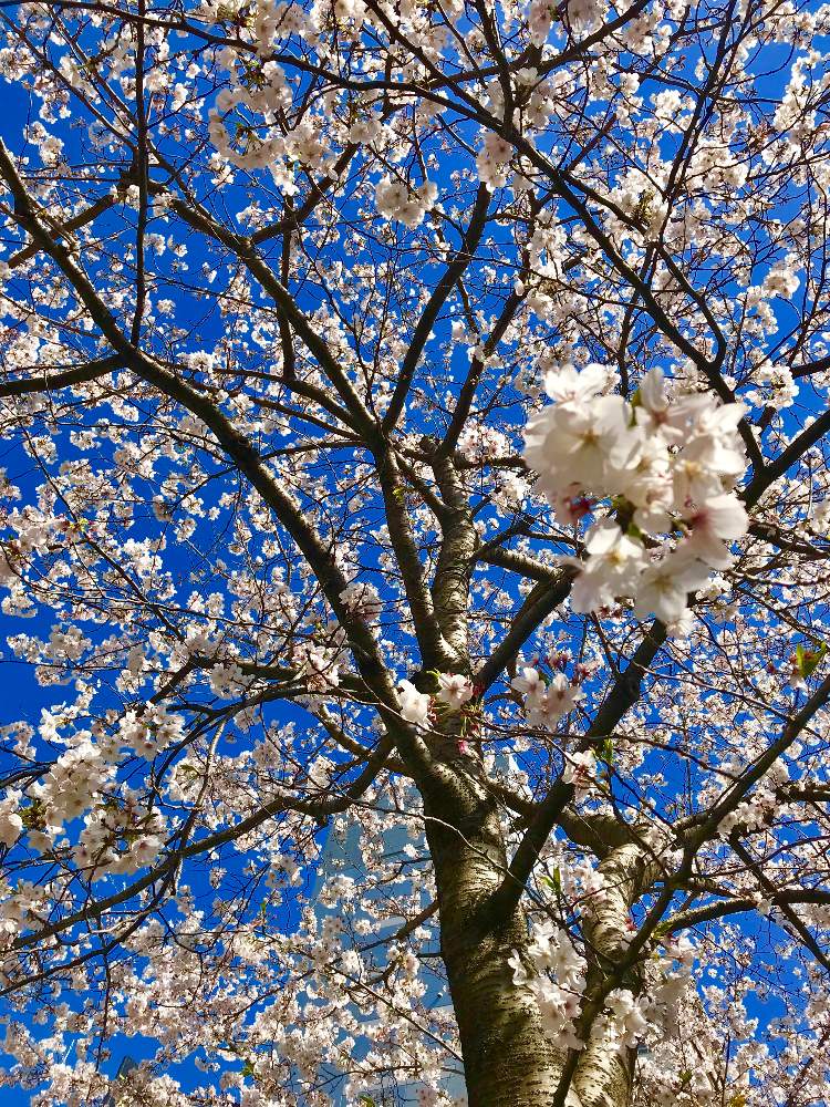 お出かけ先の画像 by TIさん | お出かけ先と『2019桜』フォトコンテストと五反田-桜マップ2019-