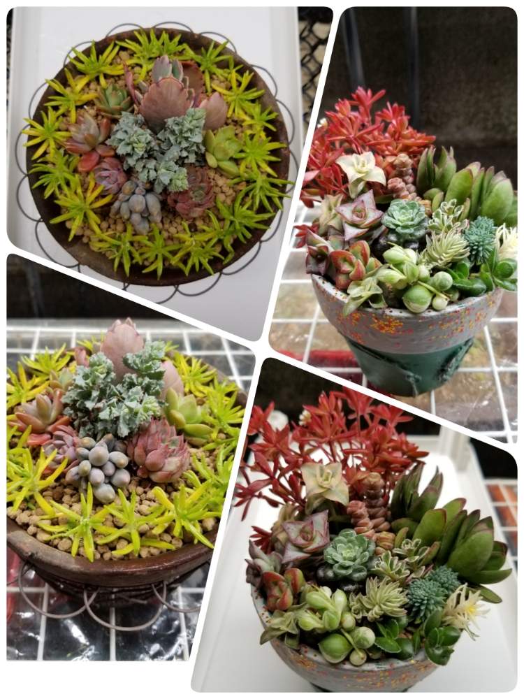 小さな庭の画像 by tさん | 小さな庭と多肉寄せ植えと多肉植物と素敵便と多肉さん奮闘記