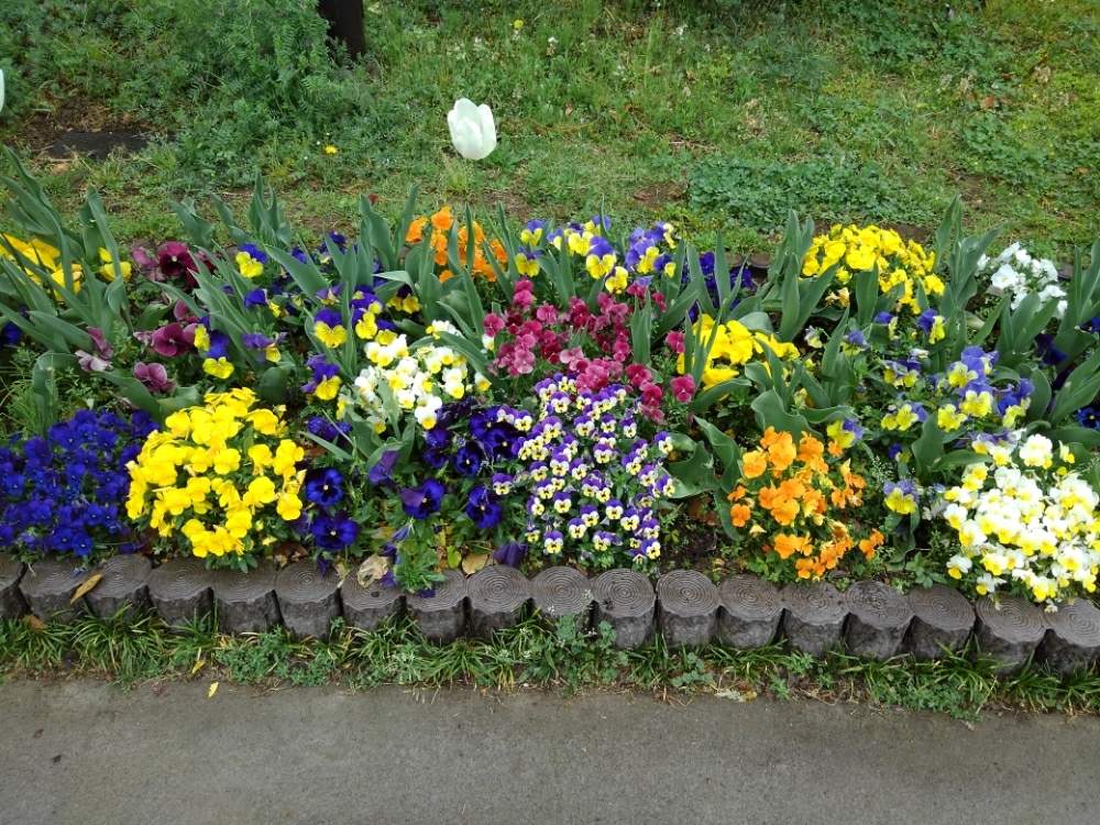 の画像 by きようこさん | ボランティアと保育園の子供と公園とお礼ごえと花のある暮らしと可愛らしいビオラ