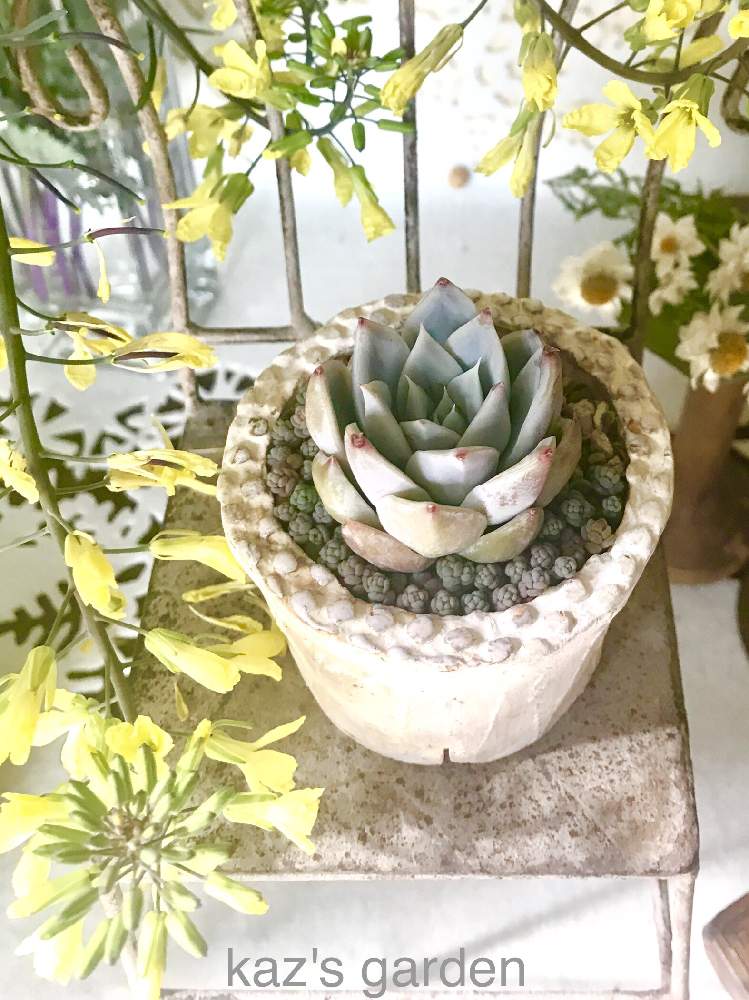 玄関の画像 by かづこさん | 玄関とアイスキャッスルとブレビフォリウムと葉牡丹の花と花かんざしと多肉植物と靴箱の上と雑貨と雑貨小物と花のある暮らしとおひとりさま。