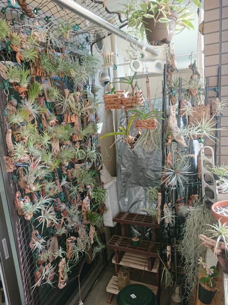 バルコニー/ベランダの画像 by ちょこぼっさん | バルコニー/ベランダとチランジア各種と着生植物と芳香種とSPECIES NURSERYとハンキングと普及種と希少種とGS映えとえせボタニストとBROMERIADS と植中毒とイオナンタ万歳同盟( ゚∀゚)人(゚∀゚ )と板付けとフラワーショップ江口と常葉植物園とDIYと花のある暮らしと熱帯植物とチランジア中毒者とフロンティアプランツとエアープランツ/チランジア