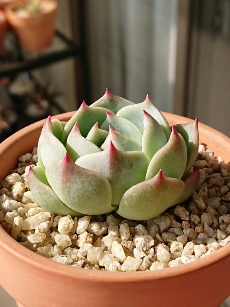 バルコニー/ベランダの画像 by ベランダ大好きさん | バルコニー/ベランダと多肉植物と千葉県と植中毒とエケベリア属と多肉植物とサボテンとタニラーと珍奇植物と花のある暮らしと千葉タニラーとバルコニスト