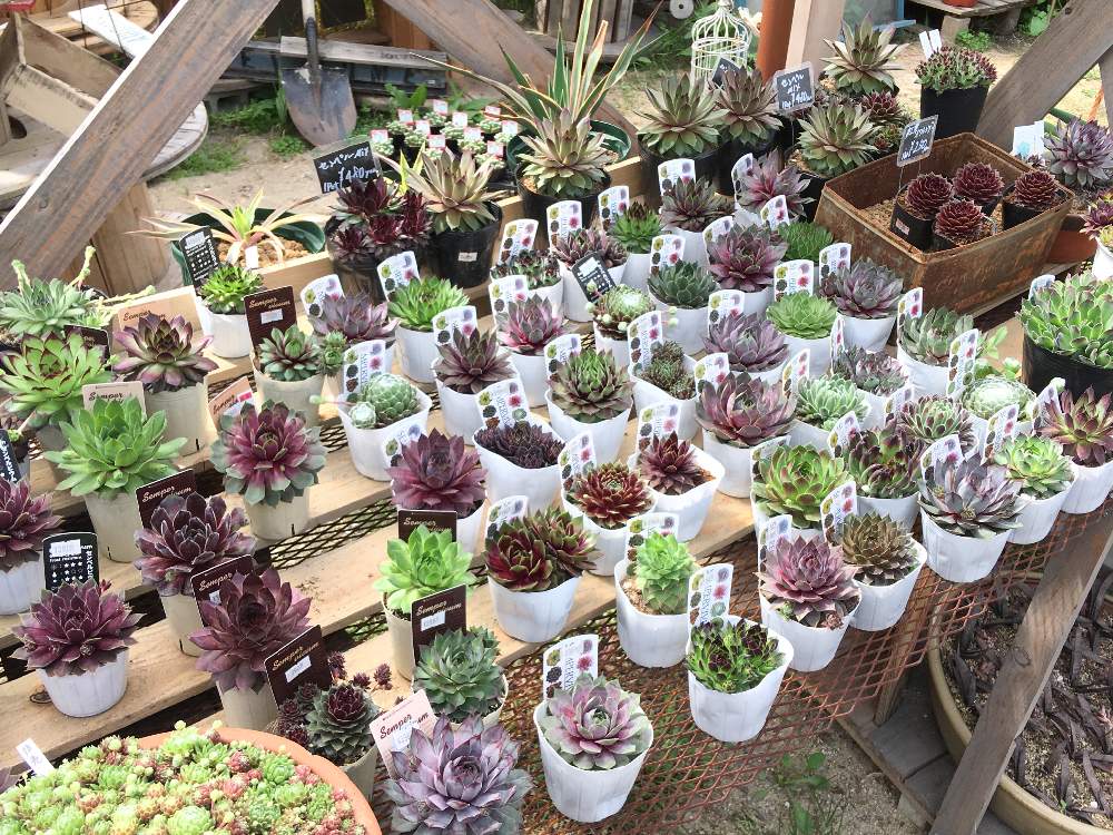 の画像 by 多肉植物専門店 RuPo“ルポ”さん | #多肉と多肉植物とサボテン科と#インスタと#Instagramと母の日プレゼントと寄せ植えとRUPOとレアとRuPoさんとGS映えと和歌山とクラッスラ・神刀と多肉女子とルポとRUPOさんの多肉と多肉寄せ植えと母の日