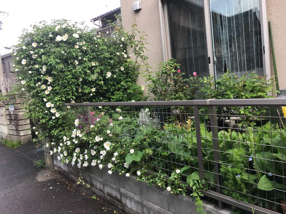小さな庭の画像 by hiro-151e.さん | 小さな庭とナニワノイバラと花のある暮らしと薔薇愛同盟とお庭の植物