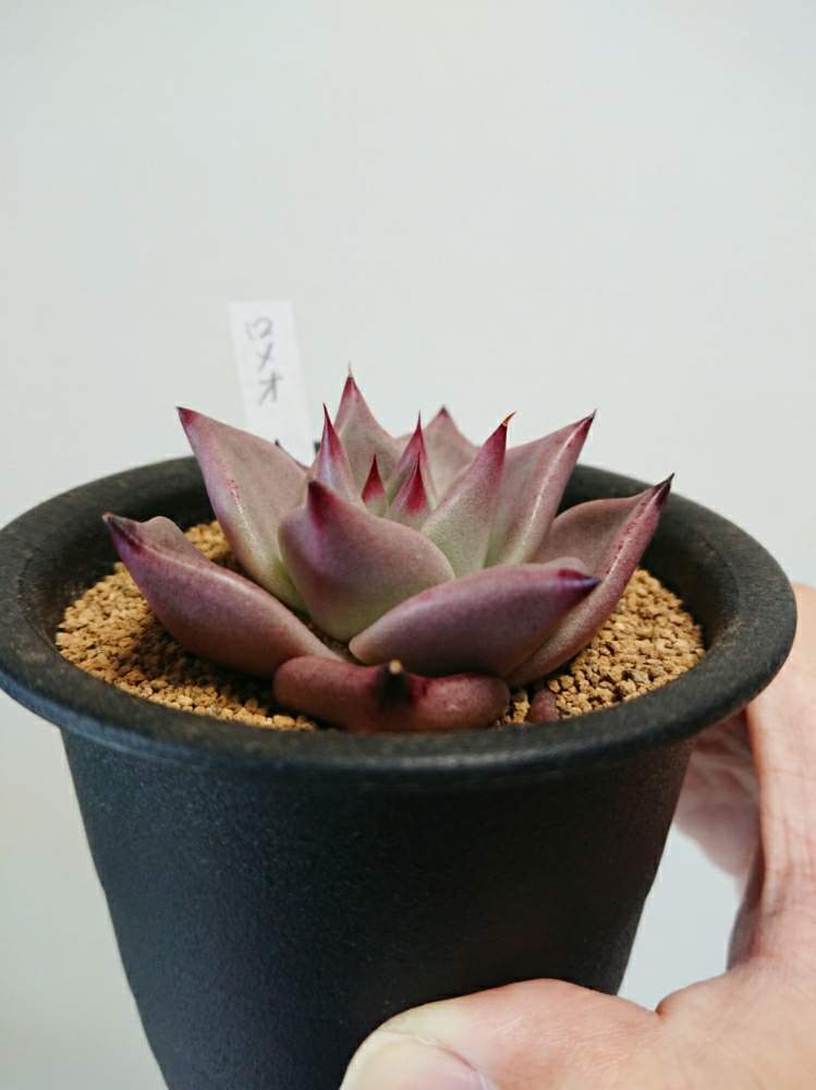 バルコニー/ベランダの画像 by ベランダ大好きさん | バルコニー/ベランダと多肉植物と千葉県と植中毒とロメオ様とエケベリア属と多肉植物とサボテンとタニラーと珍奇植物と花のある暮らしと千葉タニラー