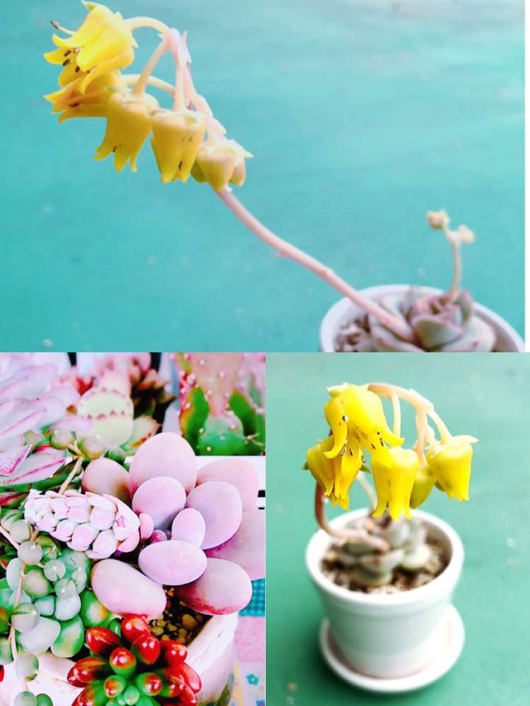 バルコニー/ベランダの画像 by 青空さん | バルコニー/ベランダと多肉植物初心者とパキフィツム属 星美人と多肉大好きと100均一٩(๑′∀ ‵๑)۶•*¨*•.¸¸♪とかわいいな❁٩(„❛ ֊ ❛„)❁と咲きそう?とヘラクレス♡と多肉女子と癒されると100均アレンジと咲いた!とみんな元気