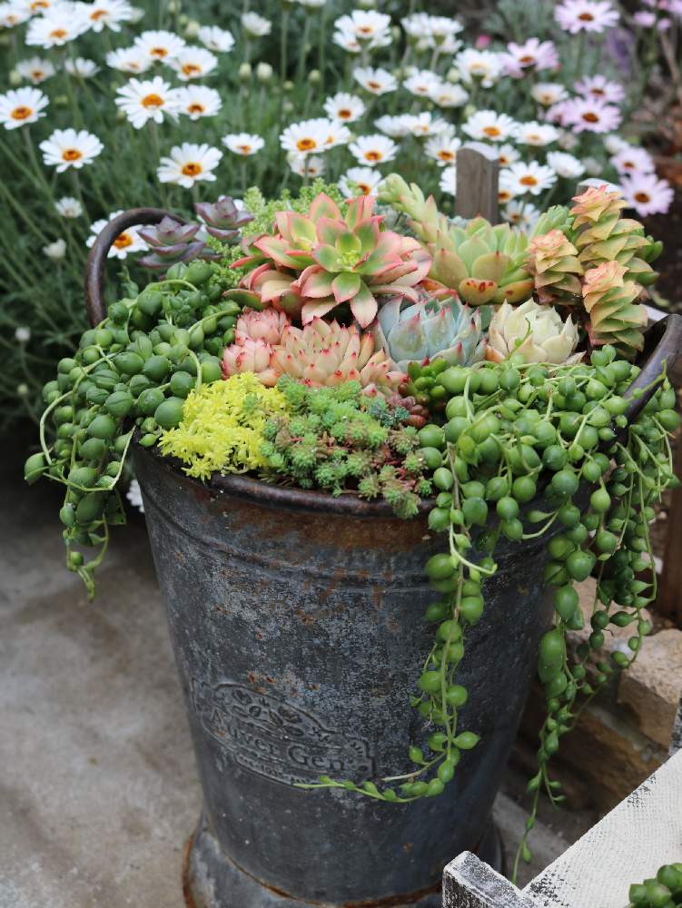 の画像 by めーさん | 多肉植物とJUNK Gardenといつもありがとう♡とかわいい♡と寄せ植えと雑貨♡とお空で繋がってると宝物❤️とブリキ鉢と感謝♡と癒し…♡と被災地にエールを…。と多肉寄せ植えと繋がりに感謝✨と多肉初心者