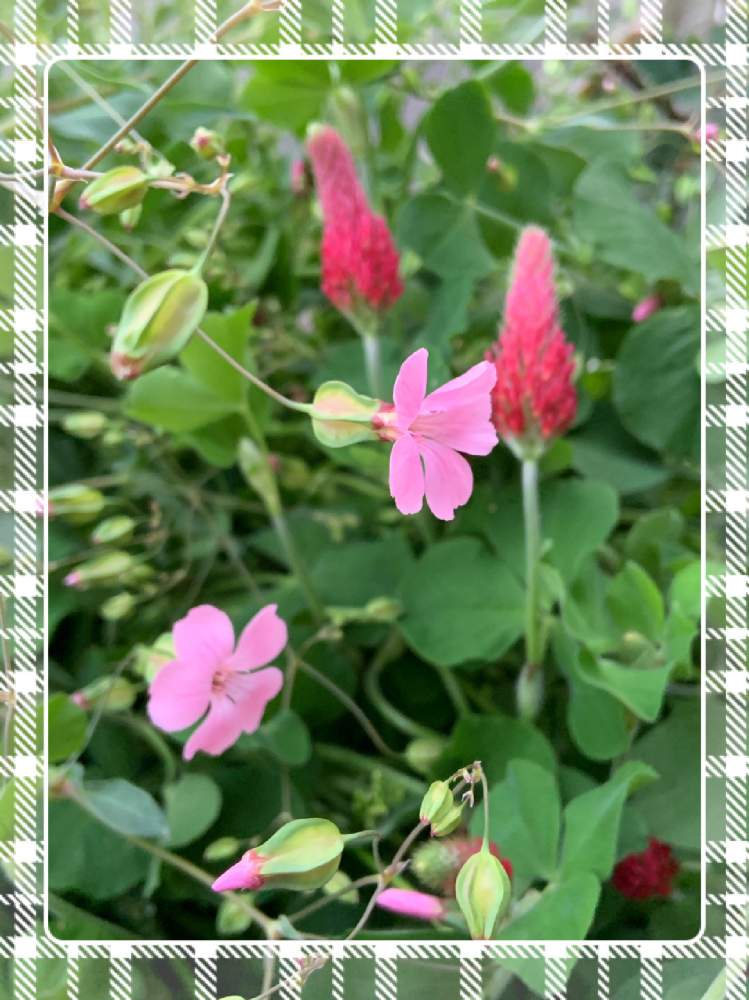 小さな庭の画像 by くろもみじさん | 小さな庭と令和へとお庭の草花と蕾ラッシュと寄せ植えとタネからと平成最後のと全部GSのせいだとかすみ草。と小さな小さな庭と花のある暮らしと初めてと ストロベリーキャンドルとメルカリ