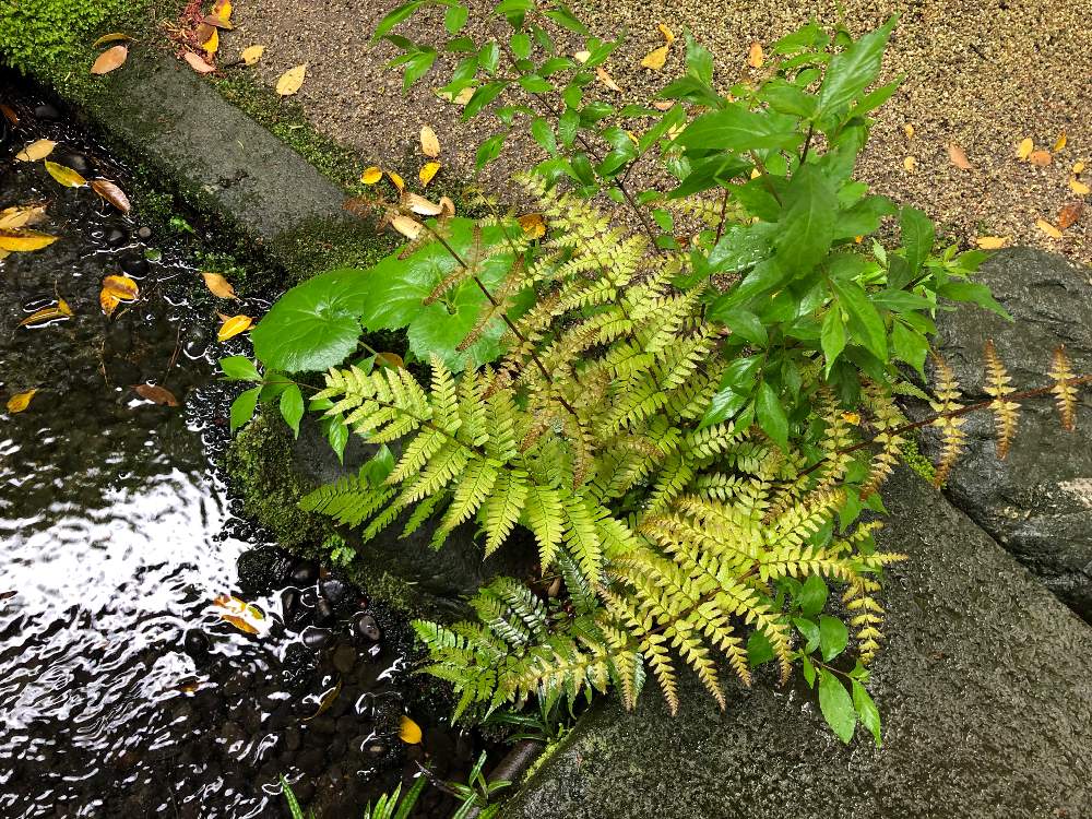 お出かけ先の画像 by 宝塚 エミさん | お出かけ先とシダと雨上がりと陶芸教室帰りと嬉しい✨といとおしい植物の表情フォトコン2019といやされると素敵な時間✨