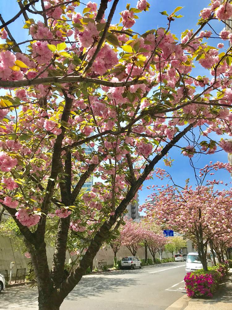 お出かけ先の画像 by TIさん | お出かけ先と『2019桜』フォトコンテストと五反田-桜マップ2019-