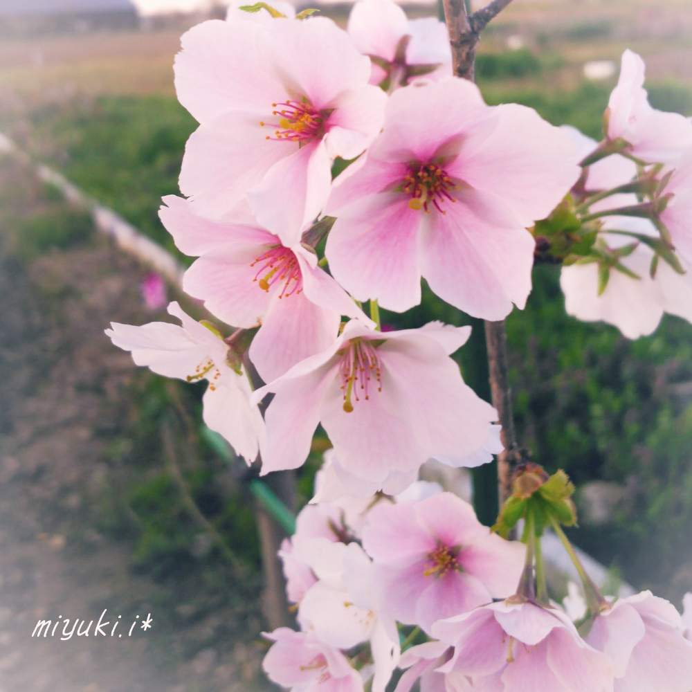 お出かけ先の画像 by 気まぐれ猫さん | お出かけ先と桜・結桜(ユイザクラ)と植物のある暮らしとさくらさくら咲け咲けさくらと樹木と『2019桜』フォトコンテストと植物大好きと花木と春が来たとGS映えと春が待ち遠しいとGreenSnapmarcheと記念樹と花のある暮らしと落葉低木とスマホ撮り