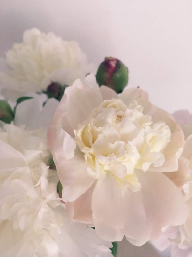 部屋の画像 by Pecoさん | 部屋とシャクヤクと芍薬とno flower no lifeとネットもあなどれないと投げ入れと緑化計画と初心者と働きマンと季節の花とno green no lifeと命尽きるまでと予想外!と花のある暮らしとかわいいな♡とベランダーと海外暮らしと神秘的