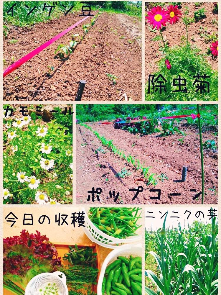 畑の画像 by ルミさん | 畑とグリーンライフ♡と畑の花と除虫菊のお花とハーブとカモミールの花と花のある暮らしと家庭菜園奮闘日記