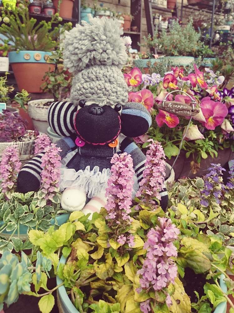 の画像 by 花MARUさん | 葉っぱのある暮らしと多肉植物のある暮らしと晴れの国タニラーGPとほーちゃん さんの素敵便とバラと夢CLUBと多肉ラボ©と立ち上がろう!晴れの国☀️と花のある暮らしと被災地にエールを…。と前に進もう!晴れの国☀️とたにおたくらぶとMARUペースで投稿と繋がりに感謝✨とGS植物うちなーぐち会とソクモン祭り平成最後