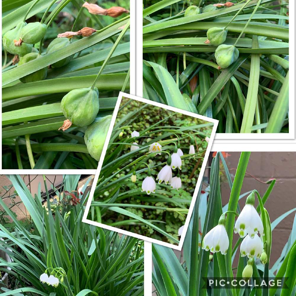 小さな庭の画像 by スイカさん | 小さな庭と植中毒と花のある暮らしとスマホで撮影とかわいいな♡と今年も咲きました❣️と種ができたとチーム福岡とスノーフレーク☆