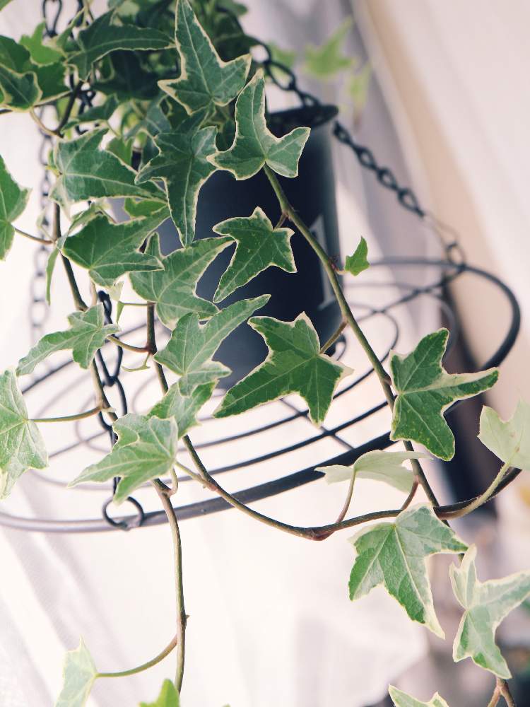 部屋の画像 by ポスさん | 部屋とヘデラと植え替えと観察日記と植中毒