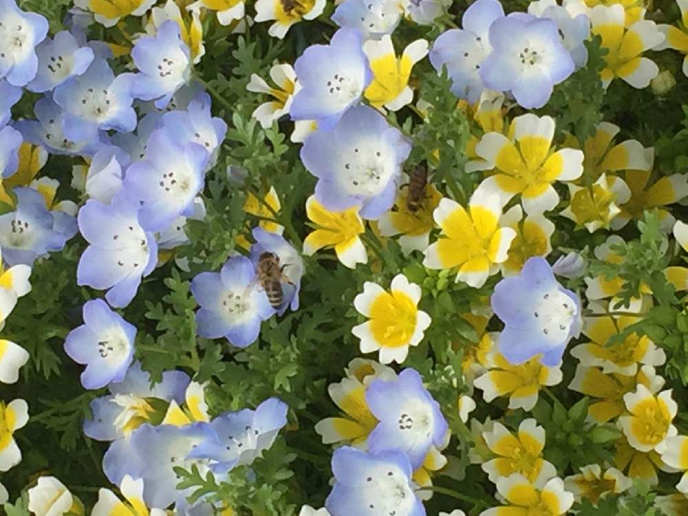の画像 by リコママさん | リムナンデスと花のある暮らしとバラと夢CLUBとキュンキュン乙女倶楽部と平成最後のお花 4月とリムナンテス ♡
