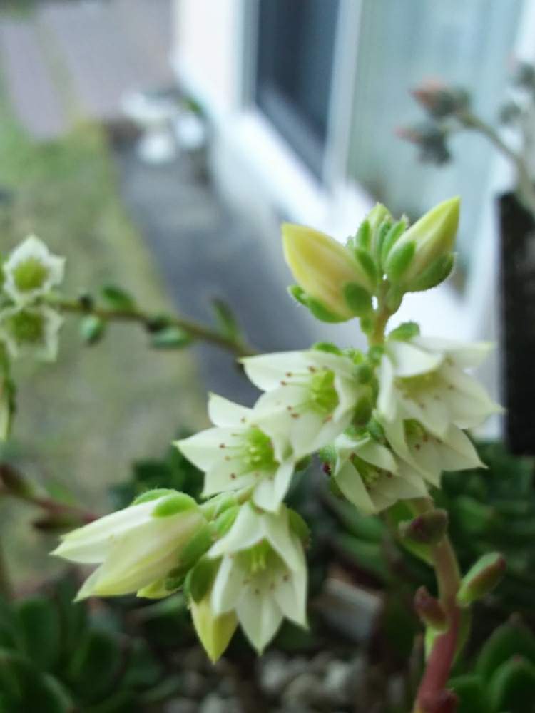 バルコニー/ベランダの画像 by ののさん | バルコニー/ベランダとビスタと レディジアと多肉の花芽とはるが来た!とVISTA産と多肉初心者