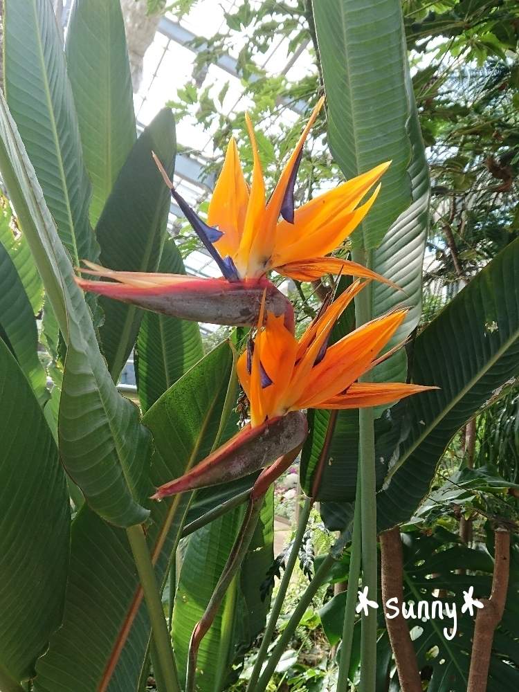 お出かけ先の画像 by *sunny*さん | お出かけ先と極楽鳥と大きいとしまね花の郷と植中毒ときれい