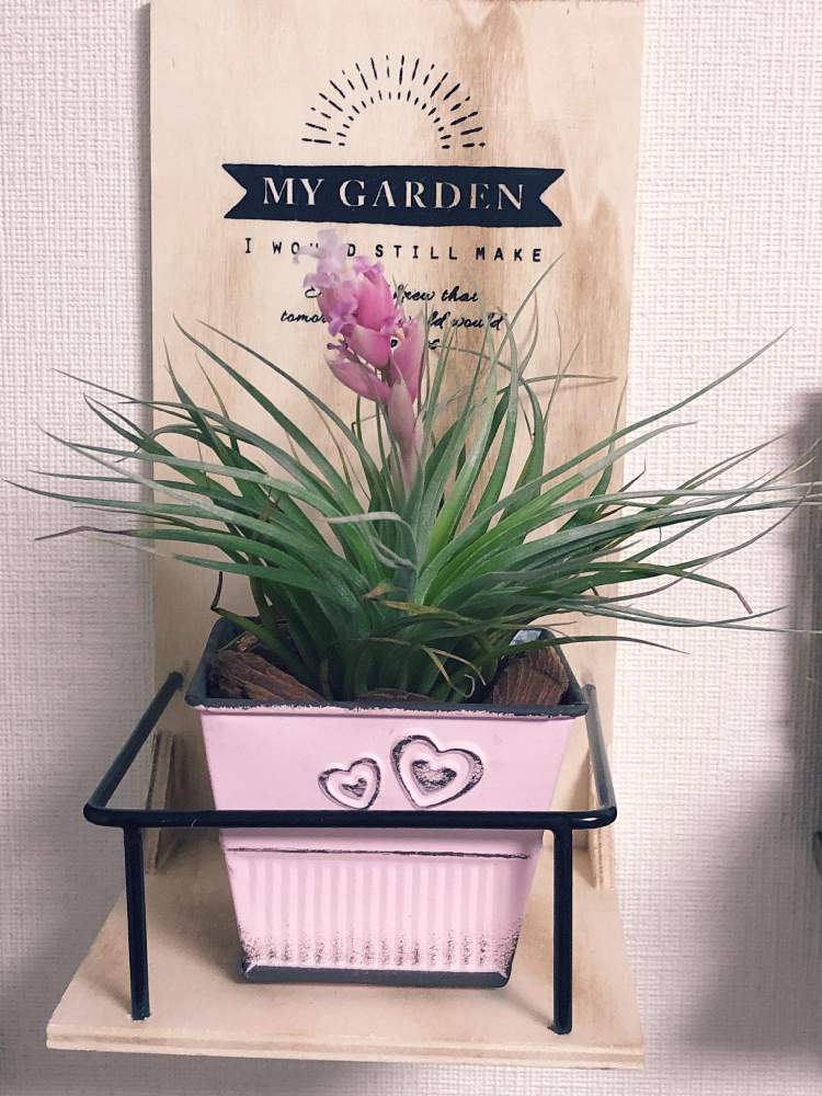 部屋の画像 by ハッチさん | 部屋とチランジア コットンキャンディーとエアープランツ/チランジアとエアープランツ アレンジ