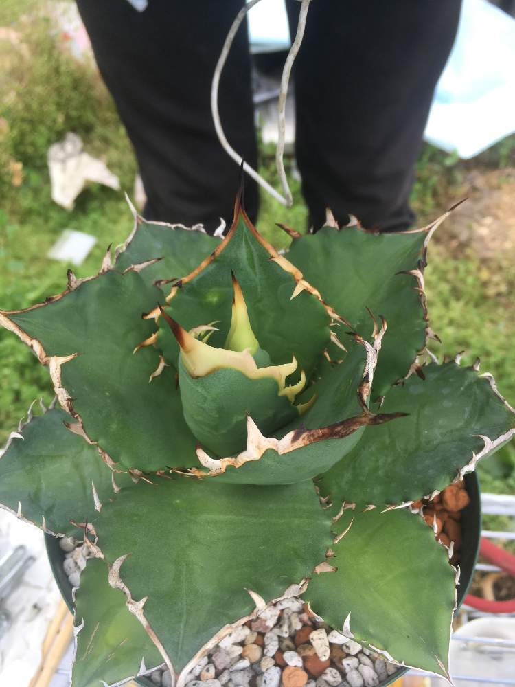 の画像 by ちまのた屋さん | Agave titanota "No1"と多肉植物とわくわく春の新芽&つぼみ祭りとボタニカルライフとGSスタッフの皆様に感謝♡とアガベ屋さんとリュウゼツラン科とGS映えとGSのみなさんに感謝♡とお家で自然を感じるとマザファック上司❣️と珍奇植物とアガベ大好きと10連休何する?と『ひとりじゃない、繋がろう』と感謝しかないとアガベ属と歌詞コラボとB'zの歌詞の世界観と歌詞コラボ2019