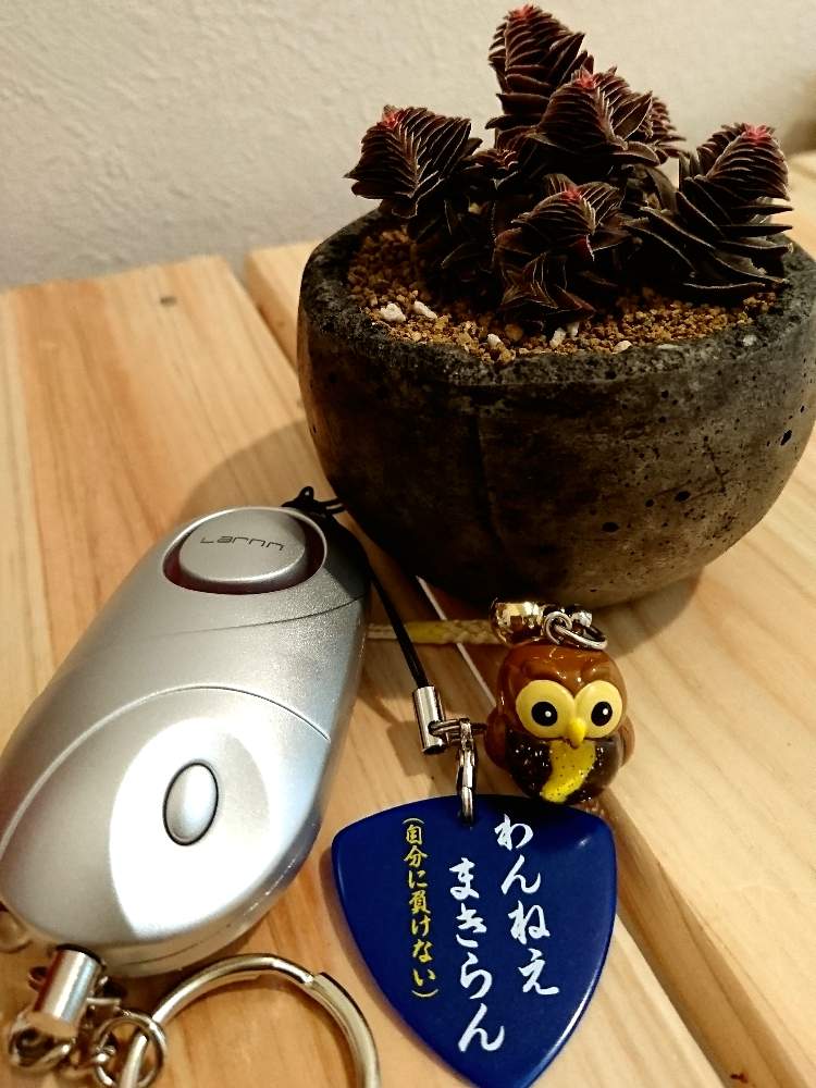 の画像 by 花MARUさん | 多肉植物と平成最後のフクロウ祭りと葉っぱのある暮らしと多肉植物のある暮らしと幸せを呼ぶフクロウ祭りと晴れの国タニラーGPとバラと夢CLUBと多肉ラボ©と立ち上がろう!晴れの国☀️と花のある暮らしと被災地にエールを…。と前に進もう!晴れの国☀️とたにおたくらぶとMARUペースで投稿と繋がりに感謝✨とフクロウ祭と 茜の塔とGS植物うちなーぐち会