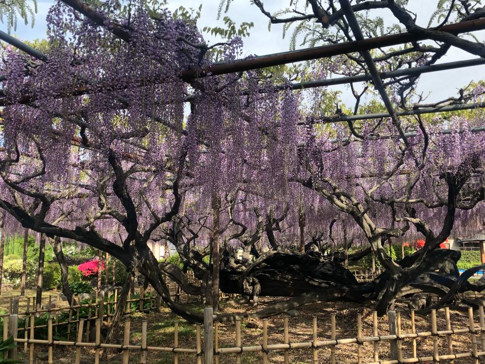 の画像 by 有限会社スリーフラワーさん | フジと本庄市と前橋市とムラサキの花と切花と園芸店とセールとGSのみなさんに感謝♡と今日の一枚と生花とお花見と須賀の園とおでかけ先と埼玉県とガーデニングと花のある暮らしと10連休何する?とフラワーギフトとスリーフラワー