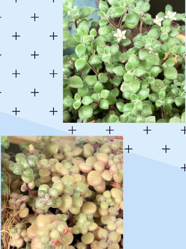 バルコニー/ベランダの画像 by mamisukeさん | バルコニー/ベランダと多肉植物と多肉可愛いと多肉大好きと植欲旺盛と植中毒とはるが来た!と多肉女子と ブロウメアナと缶詰め多肉と可愛いとモリモリにしたいとNo多肉,No Life.と多肉棚と10連休何する?と多肉初心者
