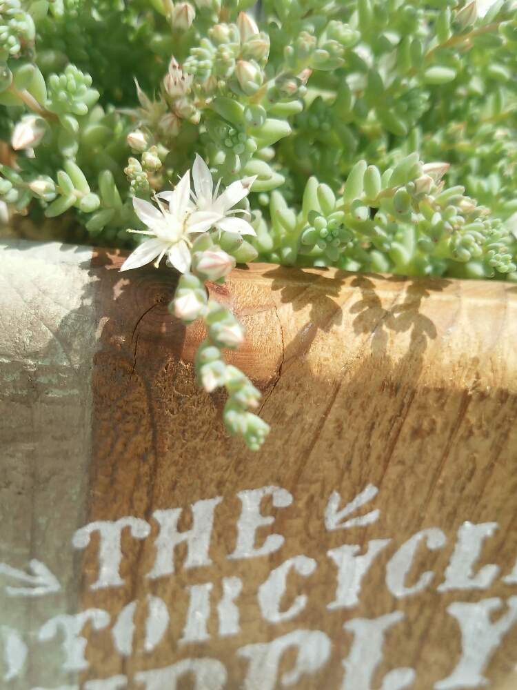 バルコニー/ベランダの画像 by midotanさん | バルコニー/ベランダと多肉植物とセダム属ミルキーウェイとsucculentgenicと多肉ちゃんと令和最初の植物・お花フォトコンと好きと植中毒と多肉女子と多肉植物とサボテンとサイコロプランターときれいな色とかわいいと色合いがキレイとkurumilepetitjardinさんと素敵