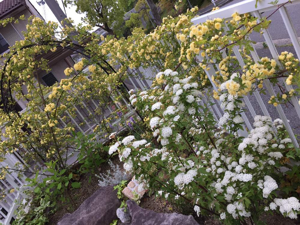 小さな庭の画像 by Flower✴︎さん | 小さな庭と春♡と素敵なお出迎え♡とイキイキ 元気とスクスク成長中とGS映えと八重咲きと感謝♡ありがとう♡と花のある暮らしとかわいいと元気✨と癒し♡と咲いた!と可愛い♡