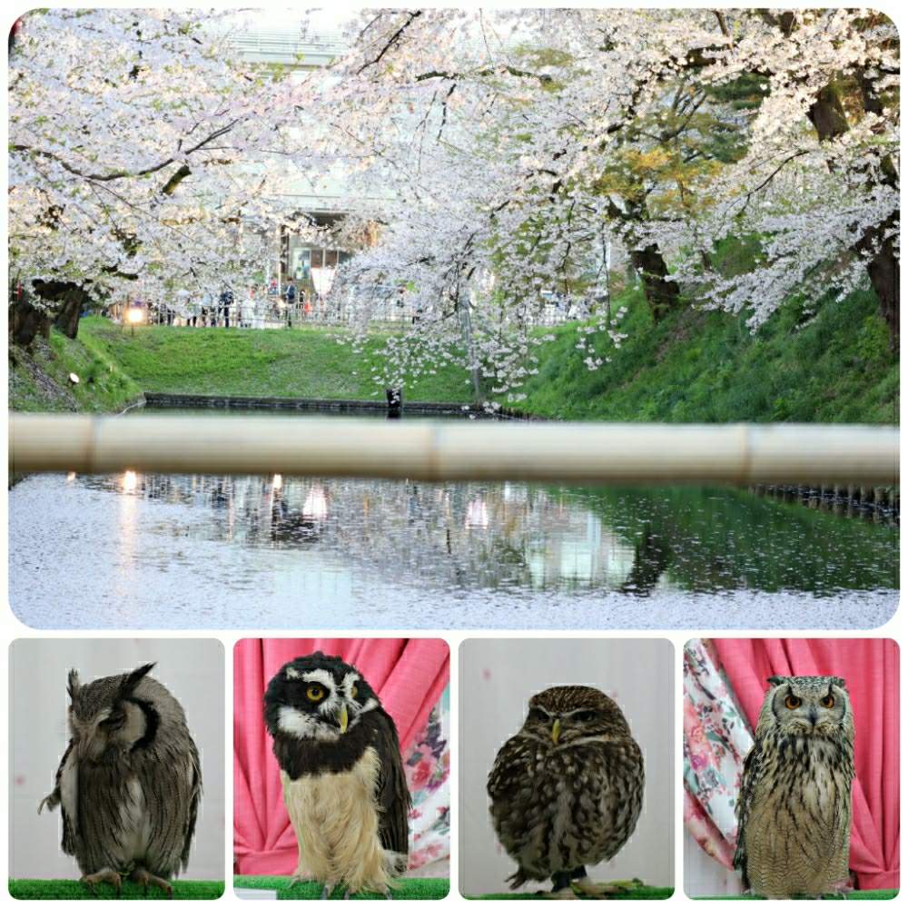 お出かけ先の画像 by じゃすみん✲*゚さん | お出かけ先とフクロウの森と平成最後のフクロウ祭りと私の癒しと『2019桜』フォトコンテストと一眼レフ初心者と幸せを呼ぶフクロウ祭りと桜さくらサクラと青森県❤︎.*とミラーレス一眼と2019・春と弘前公園-桜マップ2019-と花のある暮らしと桜2019❤︎.*