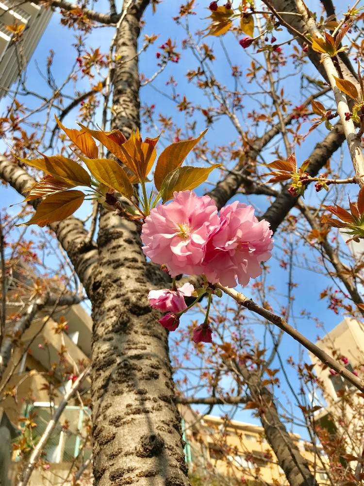お出かけ先の画像 by TIさん | お出かけ先と五反田-桜マップ2019-と令和最初の植物・お花フォトコン