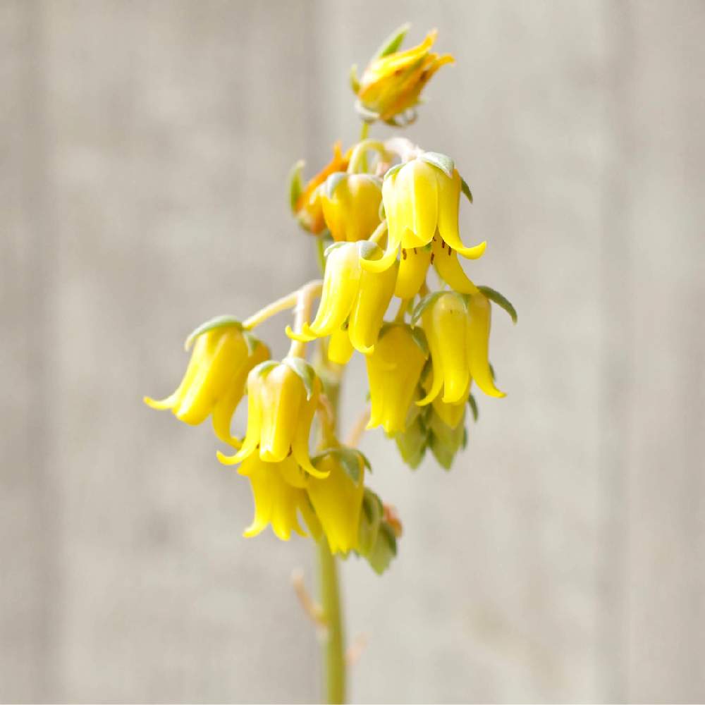 お出かけ先の画像 by 多肉図鑑 PUKUBOOKさん | お出かけ先とセイレーンとエケベリアの花と多肉植物の花と黄色い花と多肉女子と多肉植物図鑑とPUKUBOOKと多肉多肉多肉と多肉図鑑と俺の多肉植物
