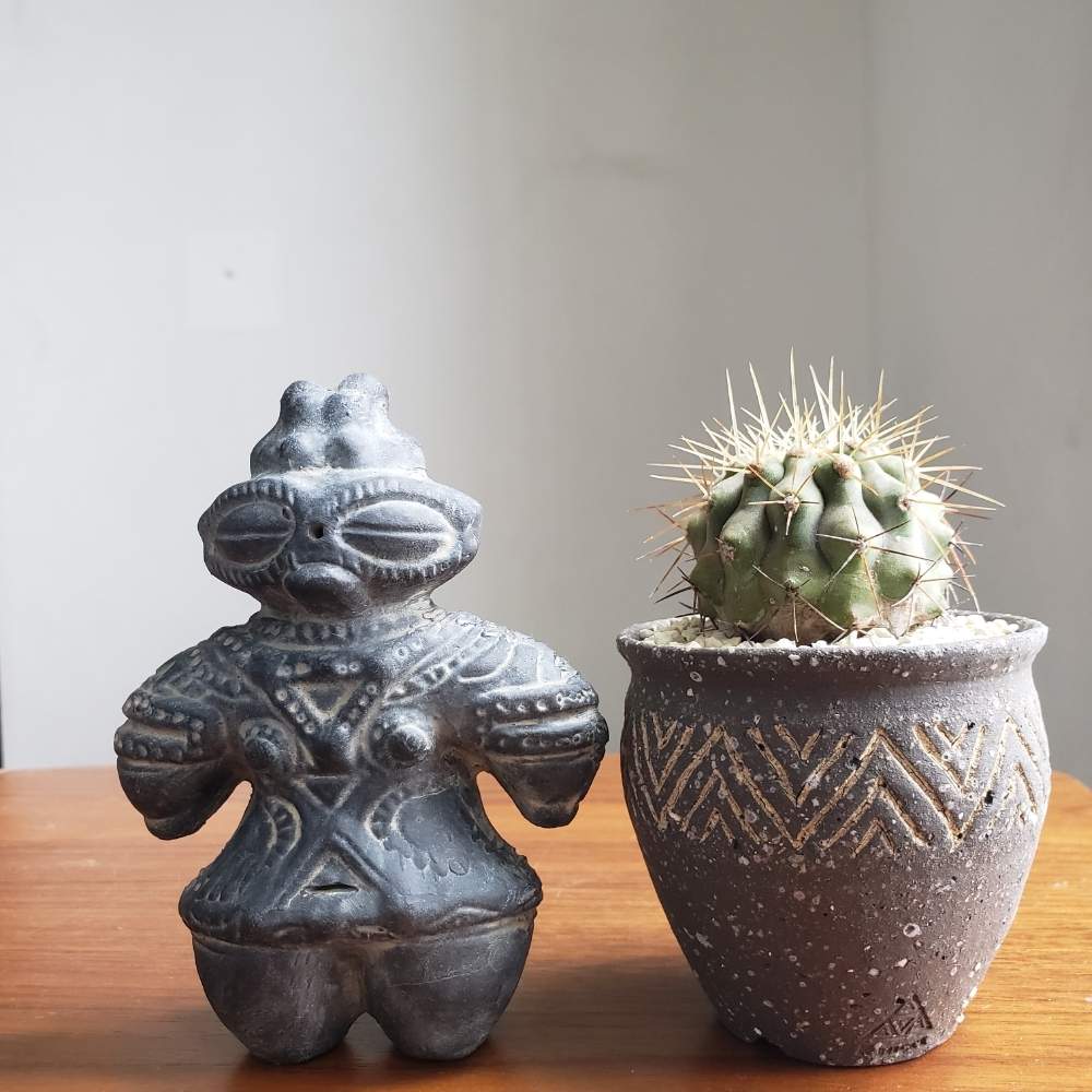 部屋の画像 by まなぶさん | 部屋と多肉植物と多肉男子とサボテン科と植物のある暮らしと多肉大好きとパキポンとkonectと陶器鉢と植欲旺盛とコーデックスと植中毒と今日の一枚とコビアポア属と埼玉タニラーとともだち零号機とPachypodiumとtoky_item