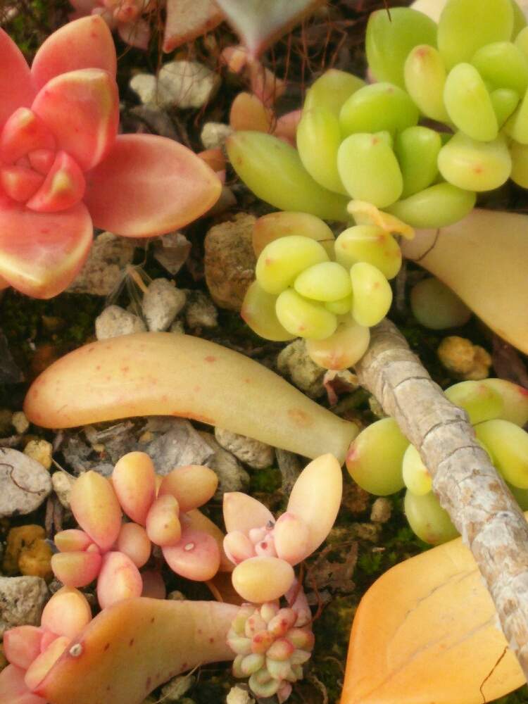 小さな庭の画像 by ほっこり畑さん | 小さな庭と癒やしと#植中毒とヘルプマークと好きと赤ちゃんと花のある暮らしとかわいいと大好き!と多肉初心者