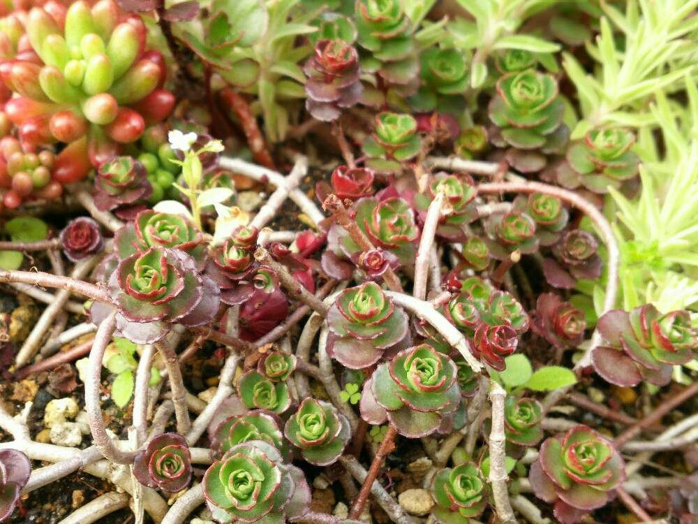 小さな庭の画像 by ほっこり畑さん | 小さな庭と#植中毒と 覆輪万年草と覆輪万年草(笹姫)とオーロラ☆とヘルプマークと好きと花のある暮らしとかわいいと大好き!と多肉初心者とドラゴンズブラッド☆