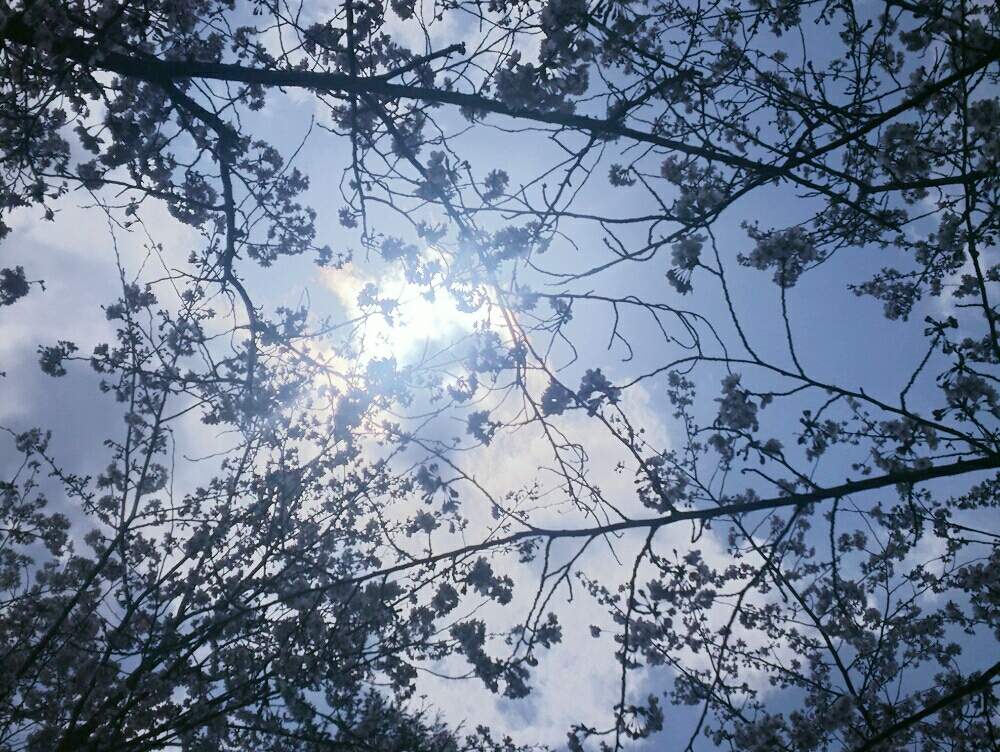 お出かけ先の画像 by ほっこり畑さん | お出かけ先と癒やしと桜の木☆とヘルプマークと好きと木のある風景と桜さくらと散歩とさんぽみちと花のある暮らしと好きな風景とかわいいとお散歩と大好き!
