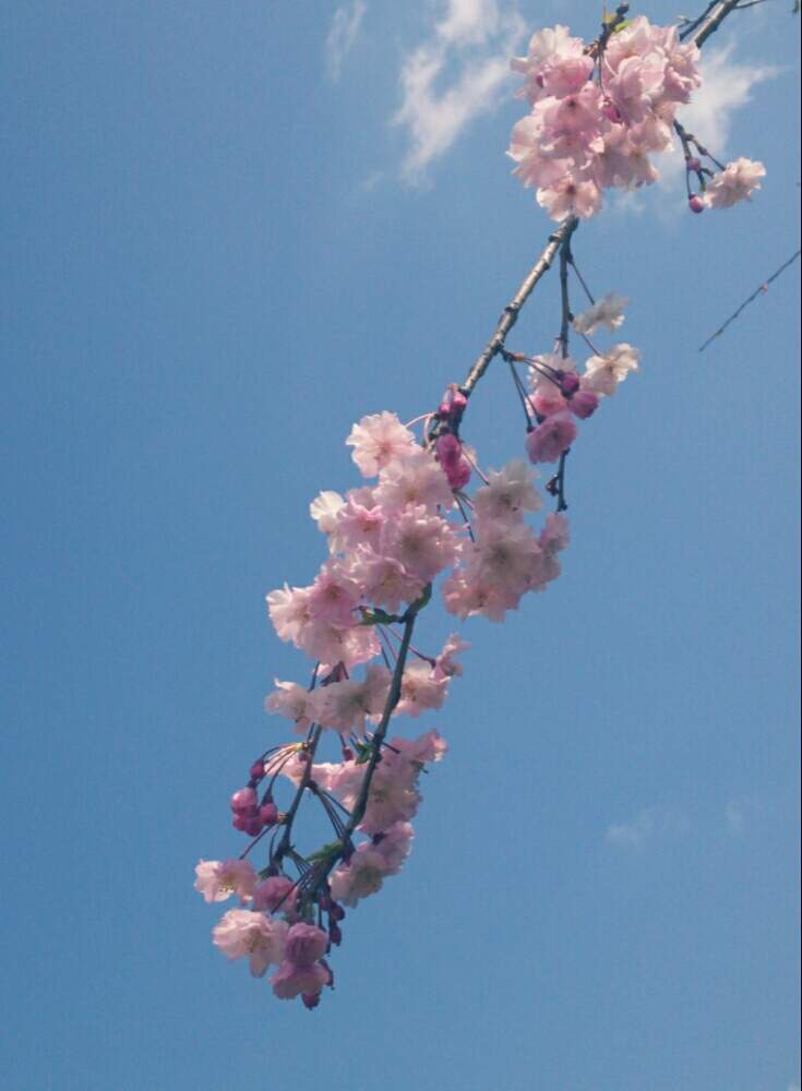お出かけ先の画像 by ほっこり畑さん | お出かけ先と癒やしとヘルプマークと好きと木のある風景と桜さくらと八重桜*と散歩と八重咲きとさんぽみちと花のある暮らしと好きな風景とかわいいとお散歩と大好き!