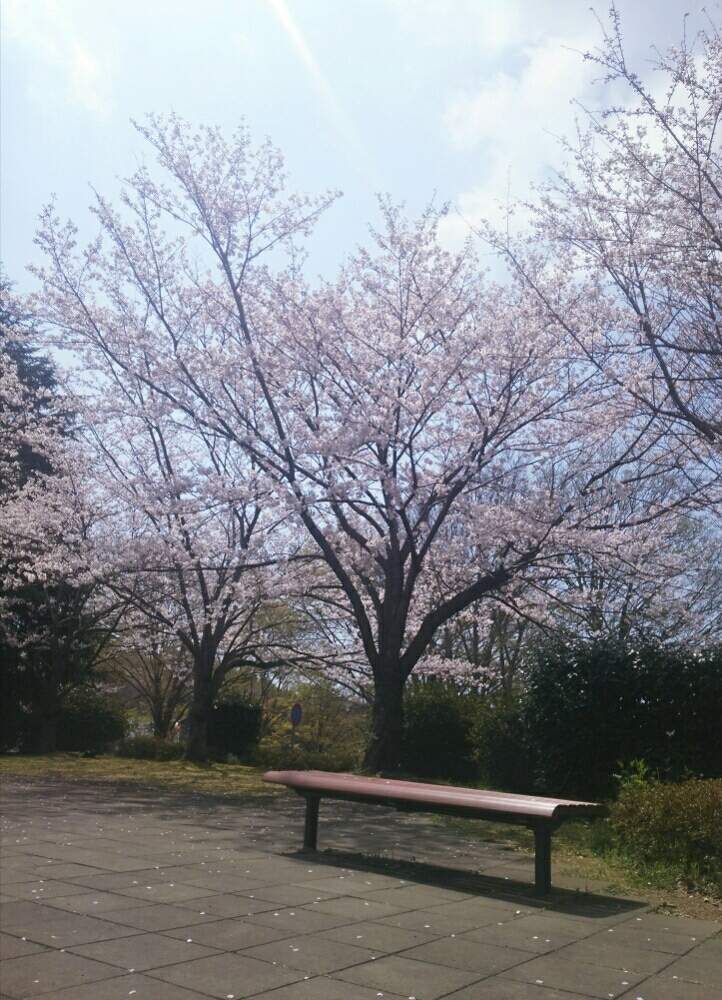 お出かけ先の画像 by ほっこり畑さん | お出かけ先と癒やしと桜の木☆とソメイヨシノ。とヘルプマークと好きと木のある風景と桜さくらと散歩とさんぽみちと花のある暮らしと好きな風景とかわいいとお散歩と大好き!