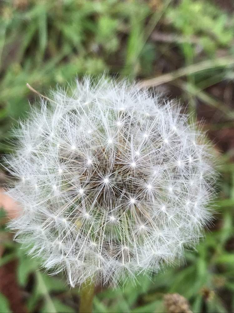 お出かけ先の画像 by つきさん | お出かけ先とタンポポの綿毛と令和最初の植物・お花フォトコンとキラキラ✨とふわふわの綿毛と花のある暮らし