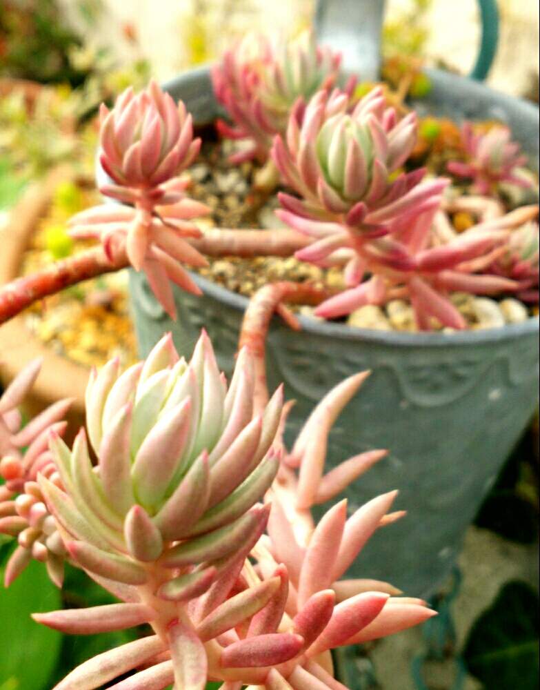 小さな庭の画像 by ほっこり畑さん | 小さな庭と癒やしと#植中毒とヘルプマークと好きとカメレオン錦。と花のある暮らしとかわいいと大好き!と多肉初心者