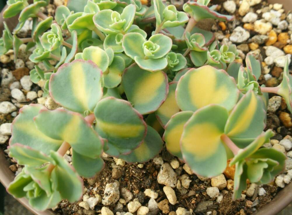 小さな庭の画像 by ほっこり畑さん | 小さな庭と癒やしと#植中毒とヘルプマークと斑入りミセバヤ♡と好きと花のある暮らしとかわいいと大好き!と多肉初心者