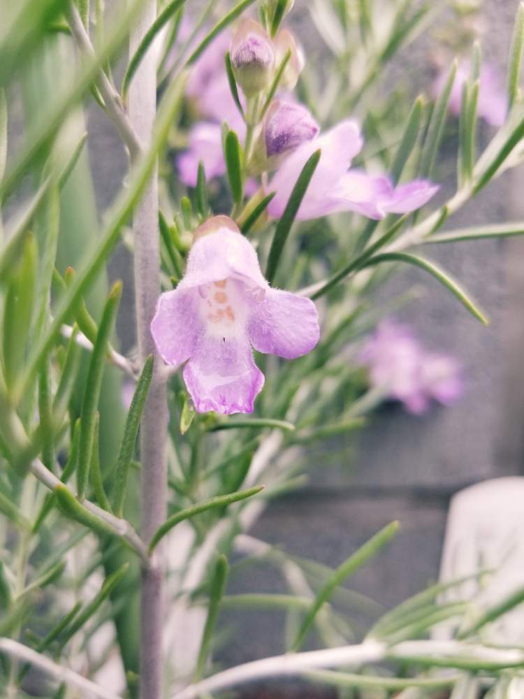 の画像 by さとみさん | ミントブッシュ シルバーリーフと2019と小さな手作り花壇とムラサキの花と可愛い❤と毎日がたのしみとハマってますと爽やかと花のある暮らしと小さな花とげんき!と私好み♡